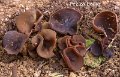 Peziza badia-amf1405